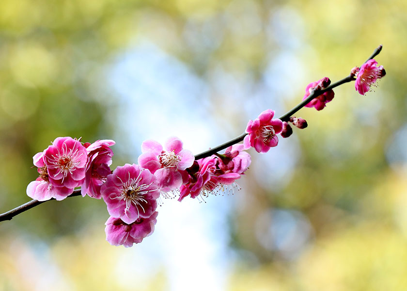 Image for article Florida: Two Cities Issue Proclamations to Celebrate World Falun Dafa Day